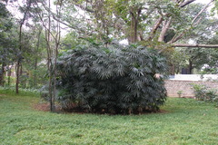 Rhapis excelsa